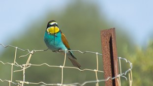 European Bee-eater Merops apiaster Abejaruco Europeo