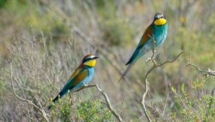 European Bee-eater Merops apiaster Abejaruco Europeo