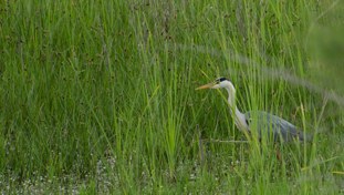 Gray Heron Ardea cinerea Garza Real