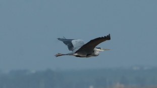 Gray Heron Ardea cinerea Garza Real
