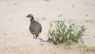 Red-legged Partridge Alectoris rufa Perdiz Roja