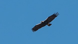 Spanish Eagle Aquila adalberti Águila Imperial Ibérica