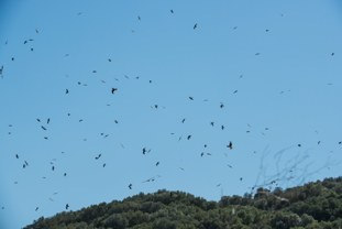 Black Kite (Black) Milvus migrans [migrans Group] Milano negro