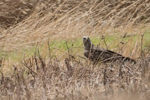 Black Kite (Black) Milvus migrans [migrans Group] Milano negro