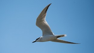 Gull-billed Tern Gelochelidon nilotica Pagaza Piconegra