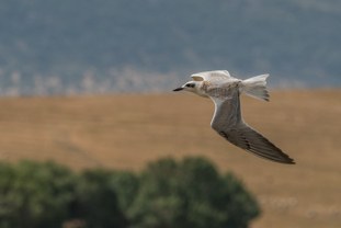 Gull-billed Tern Gelochelidon nilotica Pagaza Piconegra