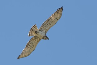 Short-toed Eagle Circaetus gallicus Culebrera Europea