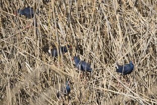 Purple Swamphen Porphyrio porphyrio Calamón Común