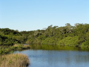 Mangrove and restinga forest