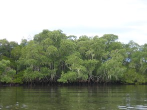 Mangrove
