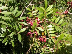 Pistacia lentiscus. Cazorla, Jaén.