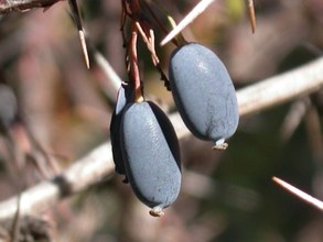 Berberis vulgaris. Cazorla, Jaén.