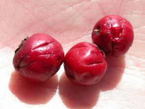Crataegus monogyna. beak-marked fruits. Cazorla, Jaén.