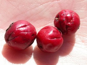 Crataegus monogyna. beak-marked fruits. Cazorla, Jaén.