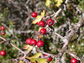 Crataegus monogyna. Cazorla, Jaén.