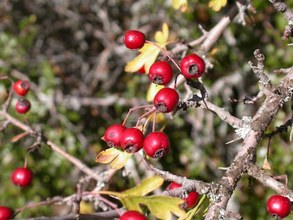 Crataegus monogyna. Cazorla, Jaén.