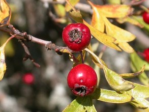 Crataegus monogyna. Cazorla, Jaén.
