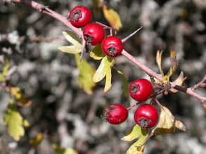 Crataegus monogyna. Cazorla, Jaén.