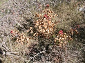 Paeonia broteroi. Cazorla, Jaén.