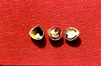 Pistacia lentiscus. Seeds open to show partenocarpic, aborted, and filled seeds.