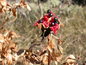 Paeonia broteroi. Cazorla, Jaén.
