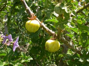 Solanum sodomaeum. Alanterra, Cádiz.