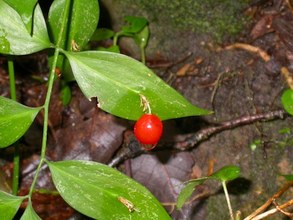 Ruscus hypophyllum. Alcornocales, Cádiz.
