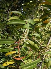 Prunus lusitanica. Villuercas, Cáceres.