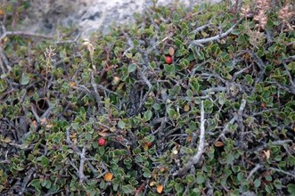 Rhamnus myrtifolius. Cazorla, Jaén.