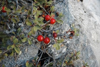 Prunus prostrata. Cazorla, Jaén.