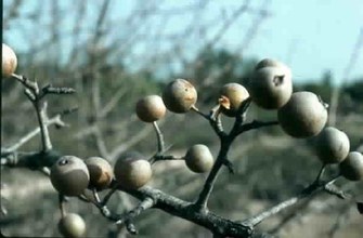 Pyrus bourgaeana. Hato Ratón, Sevilla