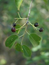 Prunus mahaleb. Cazorla, Jaén.