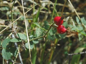 Rosa sicula. Cazorla, Jaén.