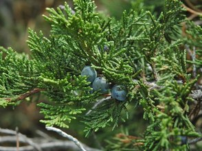 Juniperus sabina. Cazorla, Jaén.