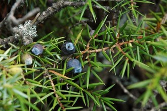 Juniperus communis