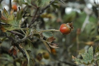 Crataegus laciniata