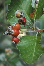 Sorbus aria