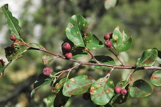 Cotoneaster granatensis