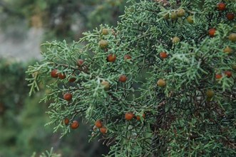 Juniperus phoenicea