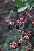 Rubus ulmifolius