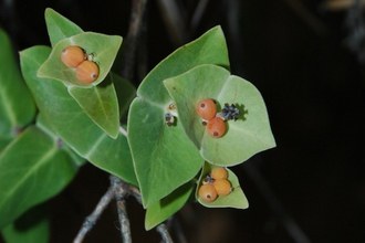 Lonicera implexa