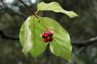 Euonymus latifolius