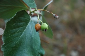 Sorbus aria