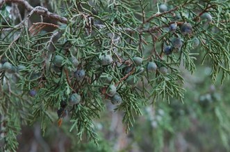 Juniperus thurifera