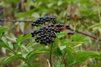 Sambucus ebulus