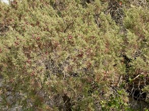 Juniperus phoenicea. Atlanterra, Cádiz
