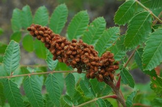 Rhus coriaria