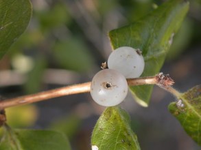 Lonicera arborea. Cazorla, Jaén.