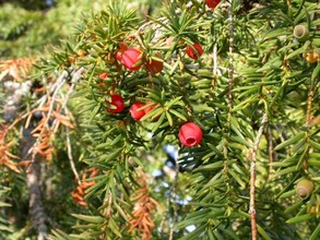 Taxus bacatta. Cazorla, Jaén.