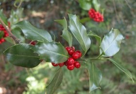 Ilex aquifolium